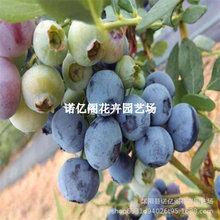 {ݮϷW᠖ͥԺNֲͺۮY{ݮ