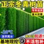 北海耐寒丛生大叶黄杨