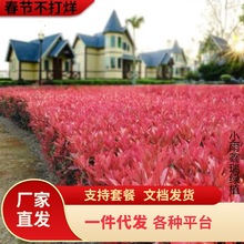 t~ʯͥԺNֲͺꎹGľļt~ʯ骘