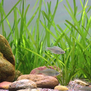 ���ˮ�ݱ������횲ݺӵ�����С���rз�~���쾰�Bֳ������ˮֲ��