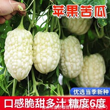 台湾苹果苦瓜种子白绿苹果苦瓜种子水果苦瓜种子蔬菜种子种子大全