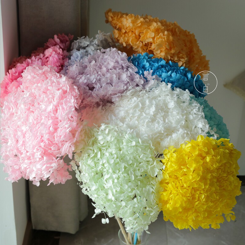 Hydrangea Eternal Flowers Wholesale Yunnan Anna Hydrangea DIY Flower Materials Gift Box Preserved Flowers White Wedding Decoration Manufacturer Wholesale Hydrangea Eternal Flowers Wholesale Yunnan Anna Hydrangea DIY Flower Materials Gift Box Preserved Flowers White Wedding Decoration Manufacturer Wholesale