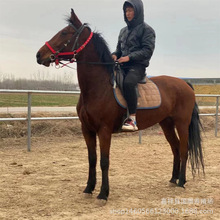 �������T���R�Bֳ�� �������R ���a���R����һƥ ���R�r��