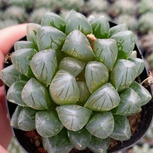 Black Diamond Jade Dew Japanese Green Plant Potted Landscape Succulent Plant Greenhouse Wholesale Agave Cactus Succulent