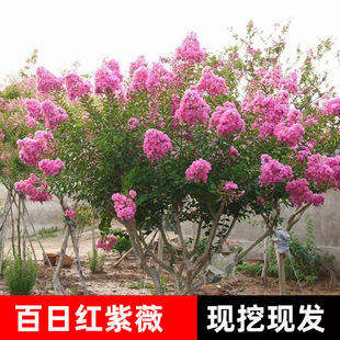 ��ޱ����ͥԺ�Nֲ�e���G���ϱ����t�����ޱ�����ļ��_�����ռt