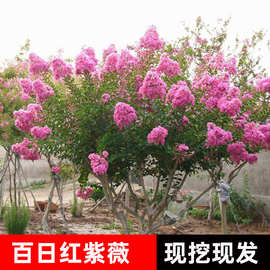 紫薇树苗庭院种植别墅绿化南北方红火箭紫薇花树四季开花百日红