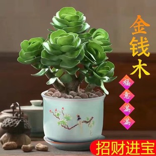 Money Tree Succulent Plant Potted Indoor Green Plant Flower Living Room Desktop Easy to Care for Bonsai Easy to Maintain