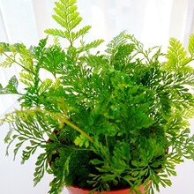 С��βާ�������_ާ�y��ާ�҃������k���Gֲ��΢���^���ָ���ꎺ�