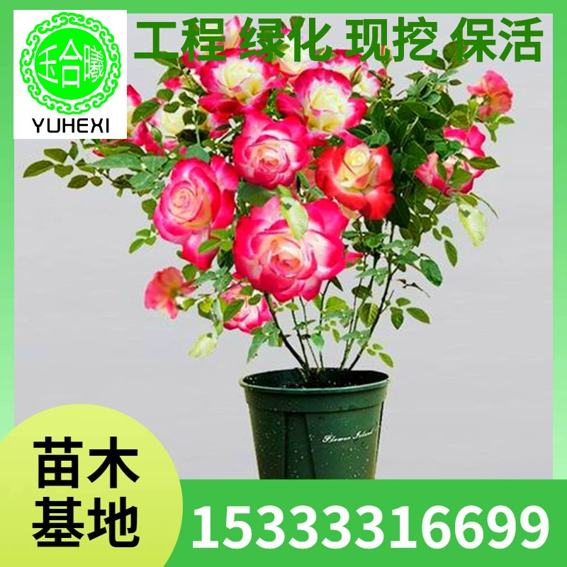Оптовые миниатюрные розы с крупными цветами в горшках, легко выращиваемые цветочные растения, цветущие в любое время года, маленькие розовые саженцы.