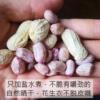 Guangdong Boiled peanut Season Original flavor Cook Spiced Garlic cream peanut Longyan peanut