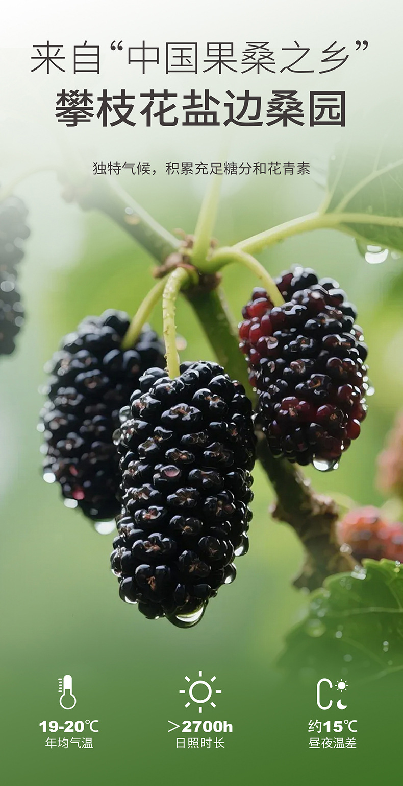 Organic Dried Mulberry Fruit 510g Round Jar Panzhihua Sang Shen Dried Mulberries for Tea and Wine key features