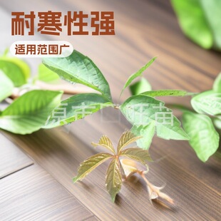 �|���ͺ��G��o�� ��ɽ�� ���~���~���\ �ٱ�ֲ��a�ع���