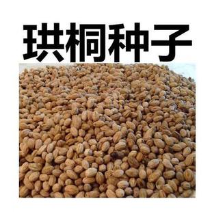 ���l��ľ�N����ͩ�N�ӄe��ˮ�������Ә�N�����ӻ���N�Ѱ��]