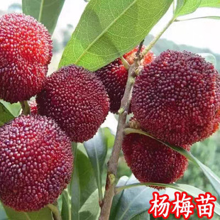 �����ɾӖ|��ˮ����÷������ɾӺڸ߷���̼��÷�玧���������