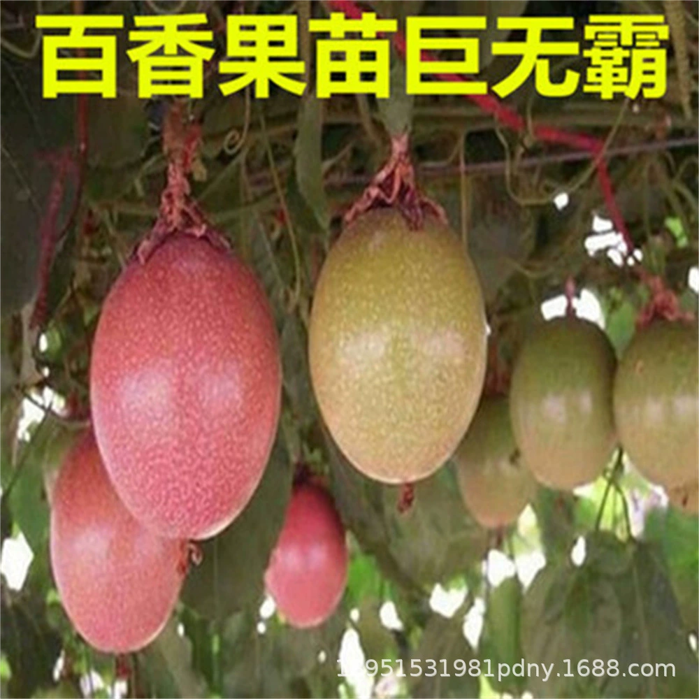 Qin Mi No.9 Золото Красный Мясо Маракуйя Мед Рассада Сладкий Большой 3 Джин Южный и Северный Двор Балкон Вечнозеленый горшок