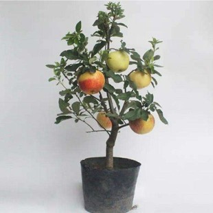 ���Թ�����ͥԺ�����O�����Կ� ��������b�óɻ��O���޽��w�Ϙ�