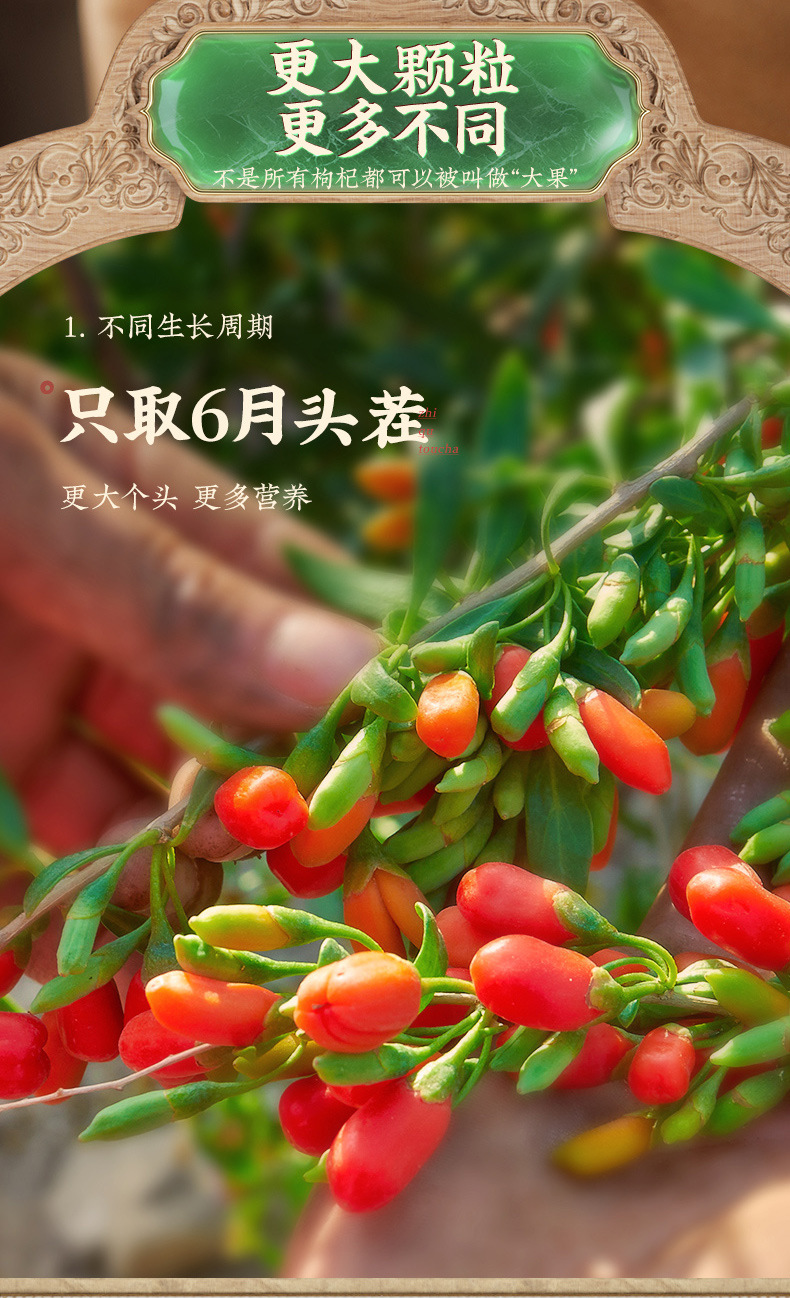 Ningxia Goji Berries Premium Grade Large Fruit First Harvest Dried Wolfberry for Tea and Water key features