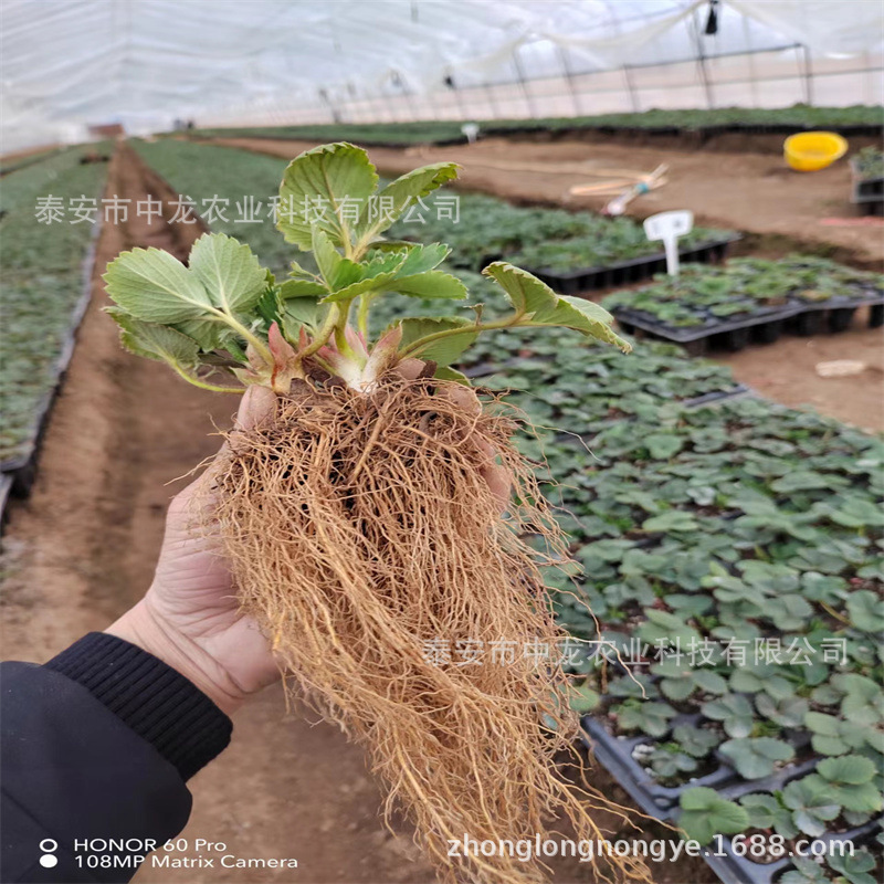 红颜草莓苗基地 章姬草莓苗批发 妙香七号草莓苗法兰地草莓穴盘