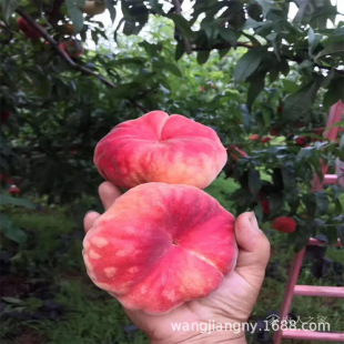 �~���Ҙ��m�½�����m�޽���Ʒ�N�ش�ë��Ҙ���m�Ҙ�޽ӹ��m