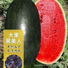 懒汉黑美人大果型黑巨霸西瓜籽巨型黑皮西瓜种子超甜红肉蔬菜种子