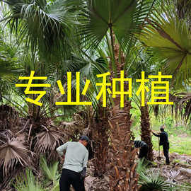 杆高3米 自然高度5.5米 蒲葵树苗价格 高干蒲葵 行道树棕榈树