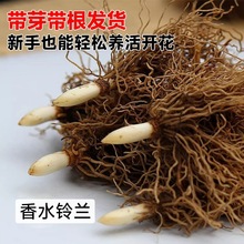 ����ˮ��m�N�򡿷N��������ٺϻ����m�˰����L���m��피t�N��