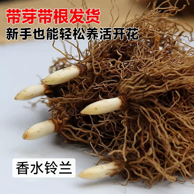 【Саженцы ландышей】Саженцы тюльпанов, лилий, амарилис, паутинообразных лилий, ветроустойчивых лилий, клубней амарилиса