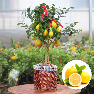 �������ӷN�����ӷN�ӳ��ӷN�����ٷN�ӽ��ӷN��ˮ������N��