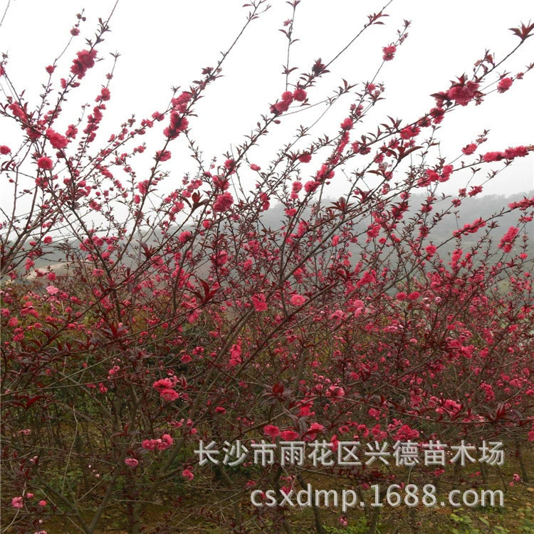 Компания Seedling оптом продает саженцы красного персика, саженцы фиолетового персика, ярко цветущие красочные ландшафтные деревья, ландшафтный дизайн.