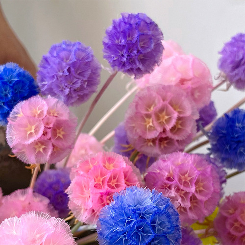 Perennial Flower Single Windmill Fruit Pine Bug Fruit High-end Dried Flower Yunnan Dried Flower Manufacturer Wholesale