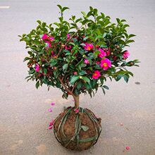 һ�����l��÷�����Сõ���÷��ؔ�񳯂}�軨�����辰�ļ��_ͥԺ