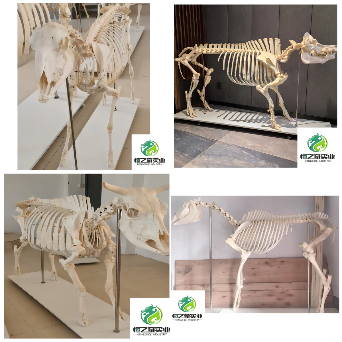 骨架骨骼标本 动物猪牛羊马狗骨架 鸡鸭鹅兔猫 乌龟鸽鱼骨骼标本-阿里巴巴