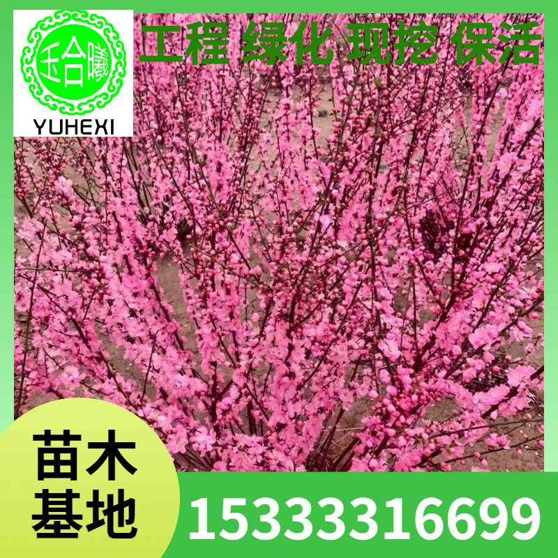 Маленькие саженцы северо-восточной сливки, стебли сливки, кучи сливки, красные листья сливки