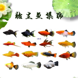 ̥���~�����~���y��Ƥ��Ꭷ�^�p�~�¹��~С�͌����~�׻��w�t���~