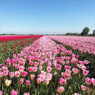Tulip Seedlings, Bulbous Florals, Sea Engineering, Soil Culture and Hydroponic Plants, Indoor and Outdoor Potted Tulip Florals