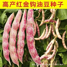 红金钩豆角种子籽搭架高产田园庭院四季播种黄金勾豆角东北油豆角