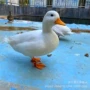 多少注意活体宠物鸭养殖