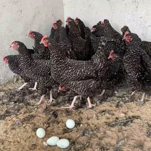 �J���u���缃�NÓ���J���u��������wһ��������a��ĸ�u