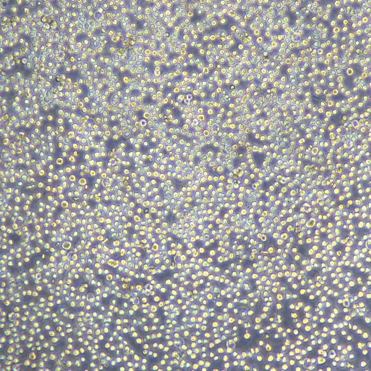 2025-08-20 13:17:02.jpg