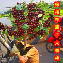 车厘子树苗樱桃树苗南北方带土地栽矮化盆栽当年结果大樱桃果树苗