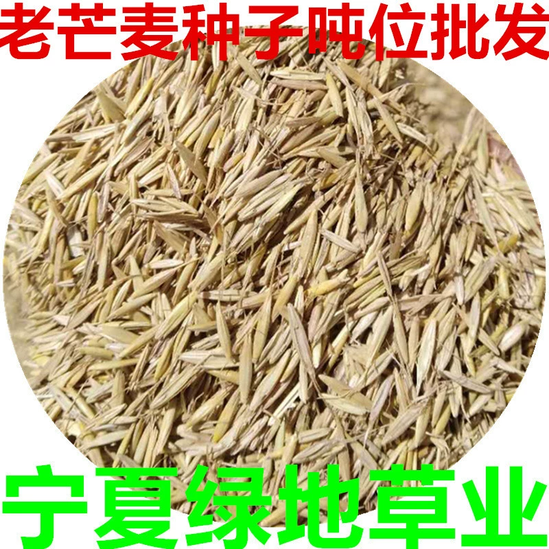 Семена старого маньмэйца, семена трав для защиты склонов, семена соляноустойчивых газонов, семена трав для кислотных почв, зеленение песчаных местностей, семена травы старого маньмэйца