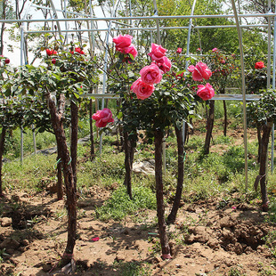 Tree Stump Rose Base Directly Supplies Courtyard Potted Ground Rose Tall Tree Four-Season Flowering Lollipop Rose Seedlings