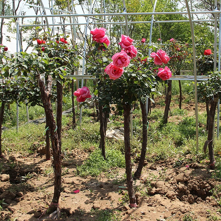 Прямые поставки от основания розового куста для дворовых горшечных и наземных роз, высоких розовых деревьев и саженцев роз-леденцов, которые цветут в любое время года.