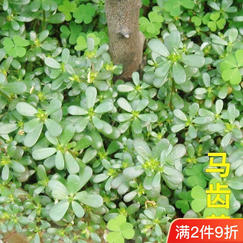 Семена диких овощей для съедобного балконного посадки портулака, овощей долголетия и огорода здоровья.