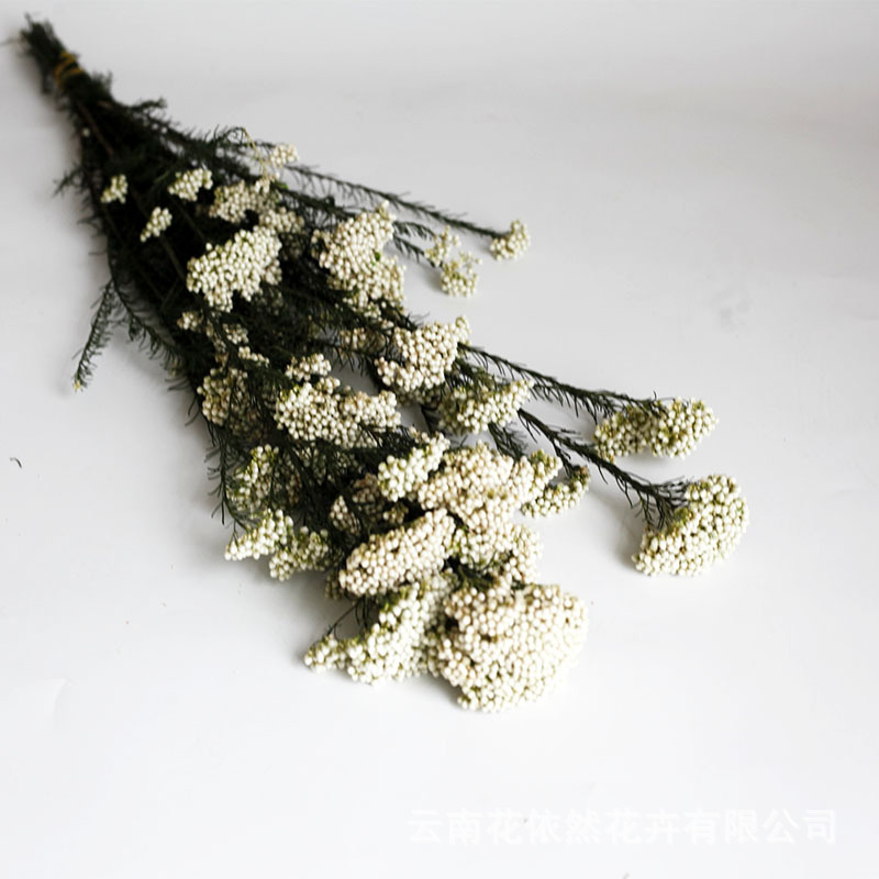 Flor seca Flor eterna Gypsophila Bola de oro No me olvides Flor seca Rosa hoja de eucalipto Pine Fruit Lover Grass al por mayor