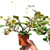 Base directly criticize the small Pan Bodhi tree potted room, desktop viewing fruit plant four seasons evergreen to nourish green plants
