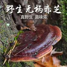 o`֥ҰɽȻɽҰɳ`֥lƬw