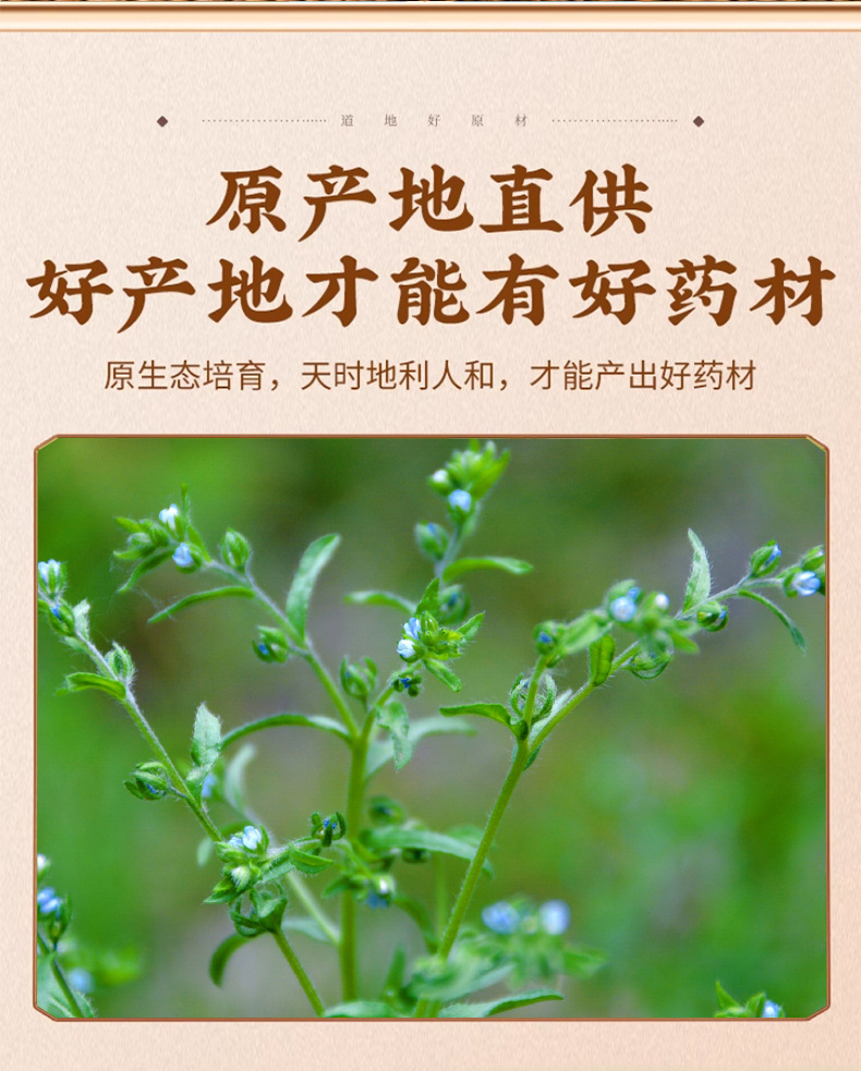 Wild Carrot Fruit Nan He Shi 50g Dried Herb for Traditional Decoctions key features