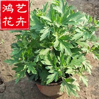 千头菊花苗小苗四季盆栽带花苞球菊千头菊苗鲜花绿植花卉植物批发