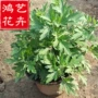 四季植物盆栽千头菊千头菊